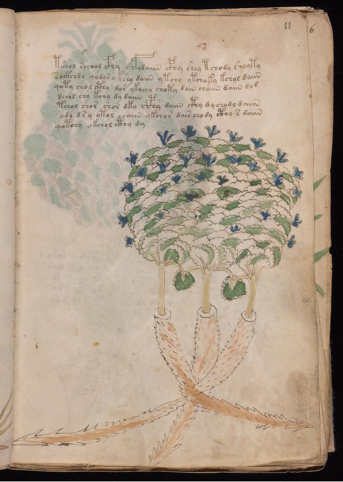 Original manuscript of Folio 11r